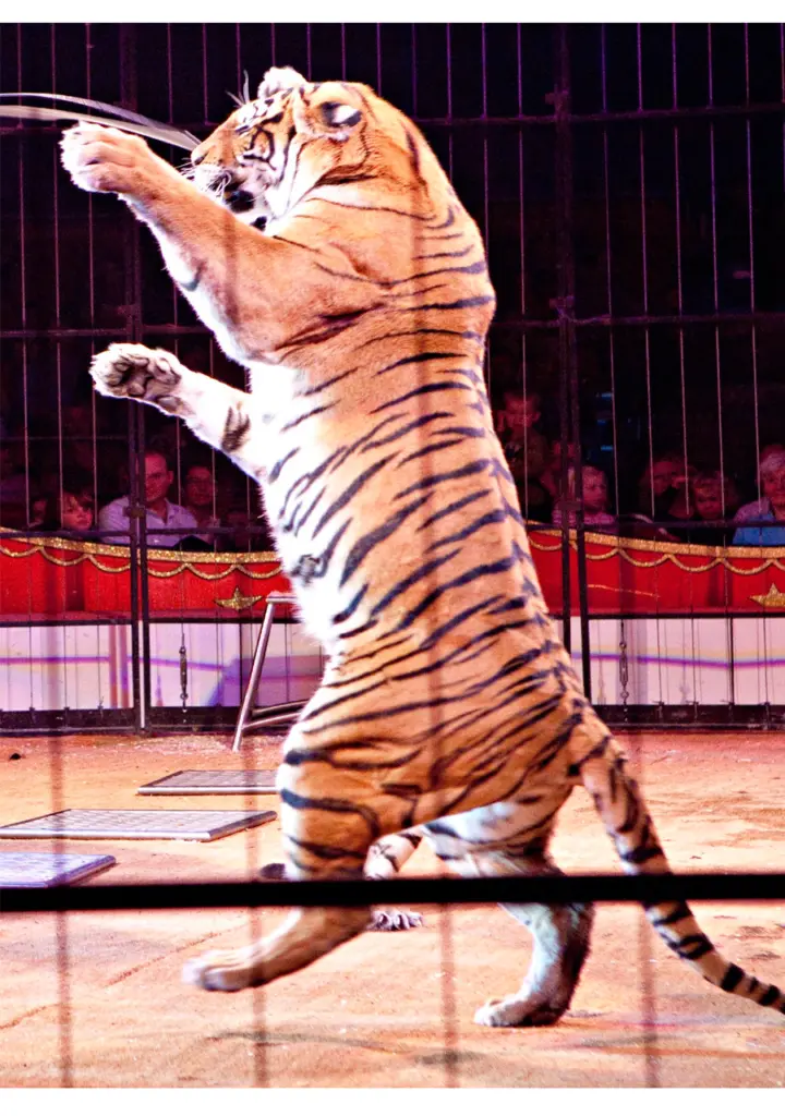 circus animal welfare
